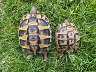2 griechische Landschildkröten von 2022 - Magstadt