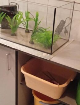 Kleines Aquarium , 60x30x30 cm - Herxheim (Landau)