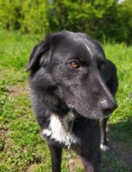 Zvezdi - cooler Typ - Berlin