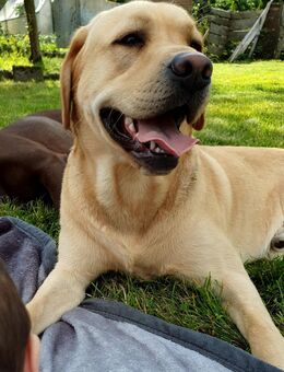 Labrador Deckrüde (kein Verkauf) - Großlohra