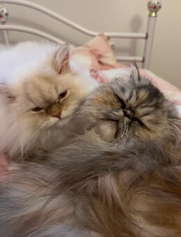 Zwei liebevolle Perserkatzen - Kiel