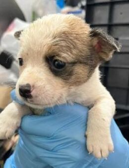 Ronja sucht ihr Zuhause - Kallmünz