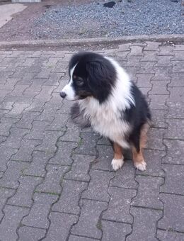 Australien Shepherd Rüde Black Tri 2 Jahre - Liebenburg