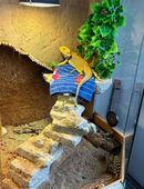 Bartagame Loui mit Terrarium und Zubehör abzugeben in 12105