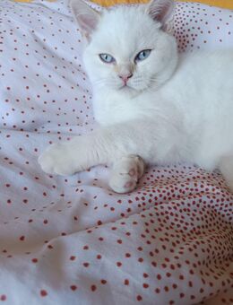 Einen wunderschönen BKH /Randol Kater - Marl (Nordrhein-Westfalen)