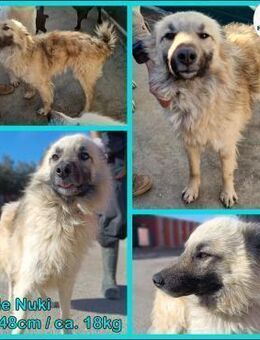 Nuki Hütehund Mischling Rüde sucht Heim - Margetshöchheim