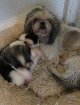 Knuddelige Shih tzu Babys abzugeben - Pforzheim