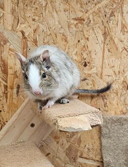 Degu Mädchen sucht ein neues Zuhause - Saarbrücken