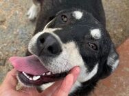 🐶❤️süße Junghündin Maple ❤️🐶 - Eislingen (Fils)