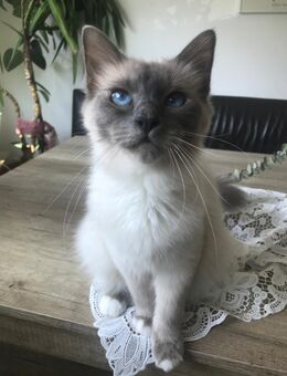 heilige birma katze weiblich - Bergisch Gladbach