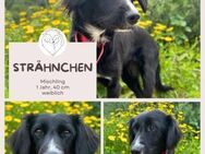 Strähnchen zarter Name, großes Herz - Brühl (Nordrhein-Westfalen)