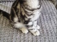 BKH Kitten Black Silver Tabby Classic - Menden (Sauerland)