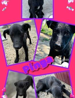 Schwarze Pinga- chancenlos??? - Nürnberg