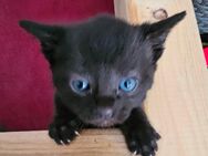 EKH Baby Katze mit Blauen Augen - Köln