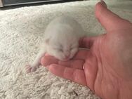Wunderschönen Bkh Kitten - Kamp-Lintfort