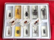 Käfer,Insekten in klaren Acryl-Block Harz/Resin - Erfurt