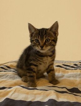 Bengal-mix kitten, Kätzchen, Katze, katzenbaby - Steinhöfel