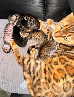 Bengal Kitten - Hannover Südstadt-Bult