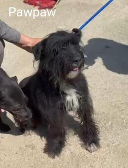 Paw-Paw - wahre Tierfreunde gesucht - Wettenberg