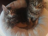 3 MAINCOON KITTEN/KATZENBABYS SUCHEN AB SOFORT NOCH EIN NEUEN DOSENÖFFNER - Breitenfelde