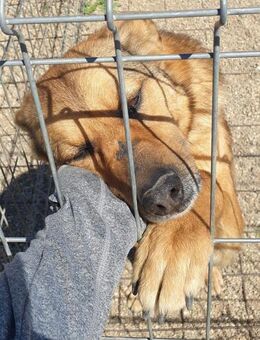 LACKY- lebensfroh, menschenbezogen, 7 J. - Köln