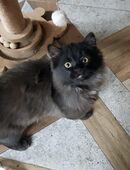 Zwei junge Katzen (Geschwister, ca. 13 Wochen) suchen ein liebevolles Zuhause. in 13187