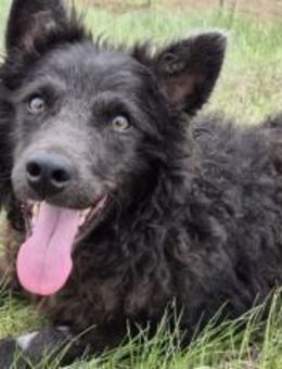 Außergewöhnliche Lilo sucht Familie - München