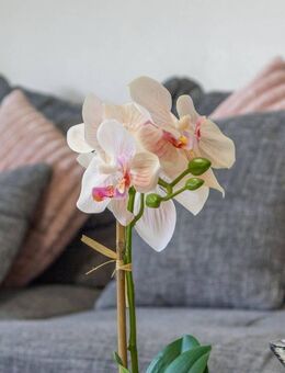 DAHLER - Kapitalanleger aufgepaßt! Saniertes Wohnungspaket (4-Zi-Maisonette + 2-Zi-Dachgeschoß) - Traunreut