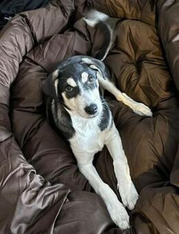 SHELBY sucht seine Herzensmenschen ❤️ - Hof