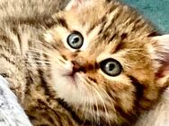 BkH Kitten reinrassig Golden tabby Whiskas - Bodenwerder (Münchhausenstadt)