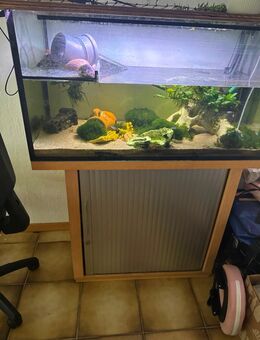 Aquarium mit Besatz zuverkaufen - Vollersode