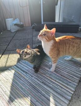 2 Schmusekater warten auf dich !! - Esslingen (Neckar)