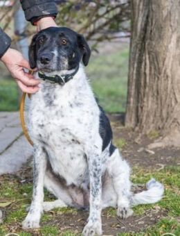 Pöttyös SI - Treue Seele - Neustadt (Rübenberge)