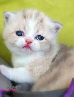Britischkurzhaarmädchen in lilac-torbie-white mit Stammbaum - Lamerdingen