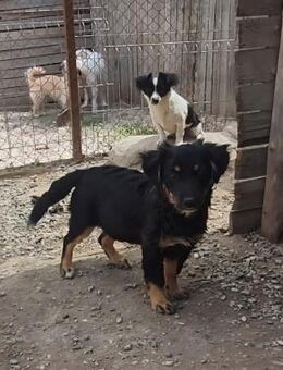 kleine Priska, verspielt und freundlich - Leonberg (Baden-Württemberg)