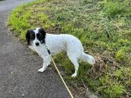 Bonnie sucht ein neues Zuhause - Vaihingen (Enz)