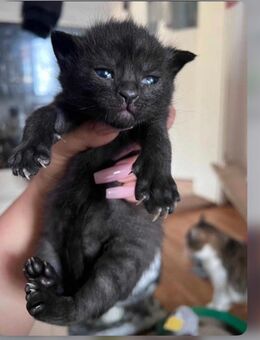 Schwarze Main coon mix katzen Babys Ulm - Ulm