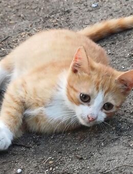 Katzen abzugeben Hauskatze - Altdöbern