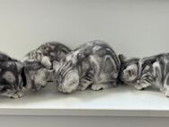 Bkh Kitten Britisch Kurzhaar Black Silver tabby Whiskas - Lohne (Oldenburg) Zentrum