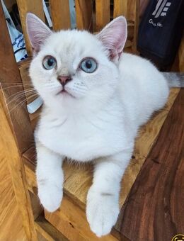 Wunderschöner reinrassiger Bkh Kater - Welzheim