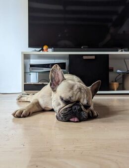 Baffie,freundliche FranzösischeBulldogge - Remagen