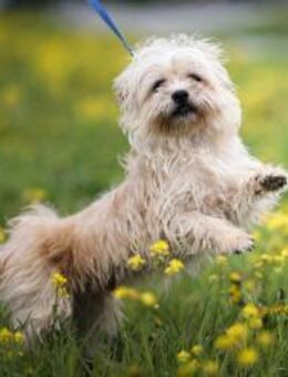 kleine Wolkenamens Luntik - Augsburg