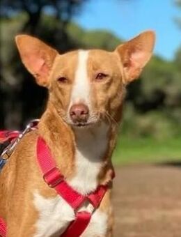 Triki ist lebensfroh und anhänglich - Tübingen