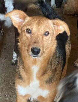 Asina ist eine sehr liebe Hündin 🐾 - Elsdorf (Nordrhein-Westfalen)