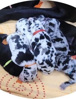 Deutsche Doggen Welpen - Finne