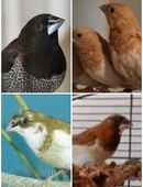 junge japanische Mövchen japanisch Mövchen zur Abgabe Möve in 01844