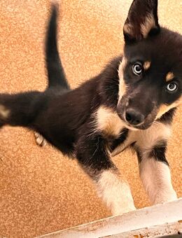 Husky-Border-Mix - Schwedt (Oder)