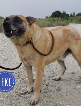 Zeki hat Hölle erlebt - Flörsheim-Dalsheim