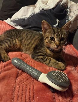 Kätzchen suchen ein Zuhause - Heilbronn