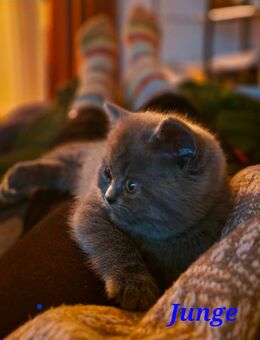 Traumhafte Britenbabys (BKH/BLH) in Blue & Lilac suchen ihr Zuhause - Bremen